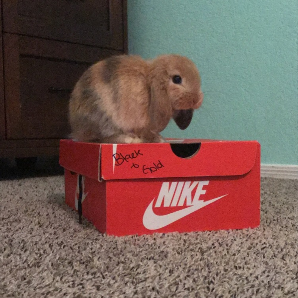 Meet your Posher, Hailey